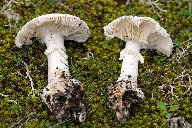 Amanita echinocephala ?